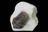 Coltraneia Trilobite Fossil - Huge Faceted Eyes #165860-1